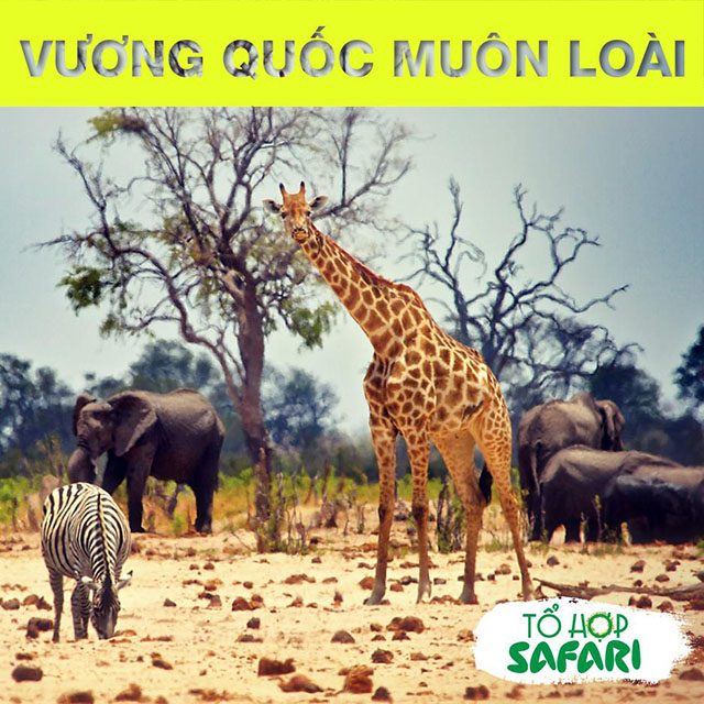 ghe-tham-cong-vien-safari-ky-thu-ngay-tai-ha-noi